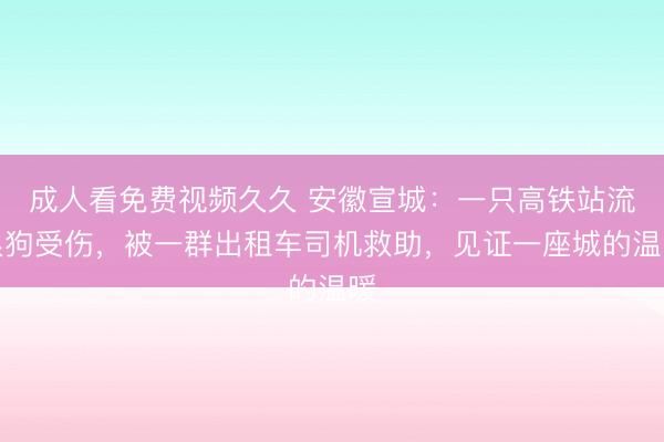 成人看免费视频久久 安徽宣城：一只高铁站流浪狗受伤，被一群出租车司机救助，见证一座城的温暖