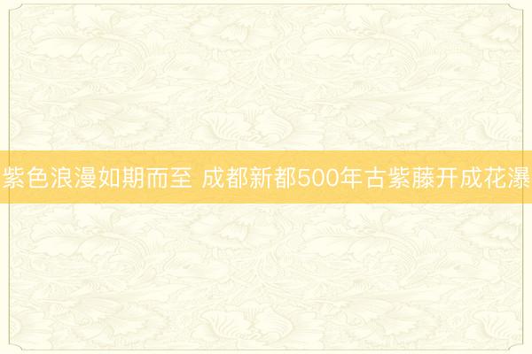 紫色浪漫如期而至 成都新都500年古紫藤开成花瀑