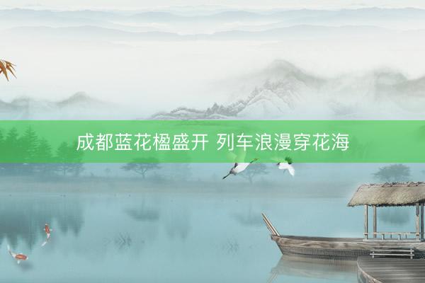 成都蓝花楹盛开 列车浪漫穿花海